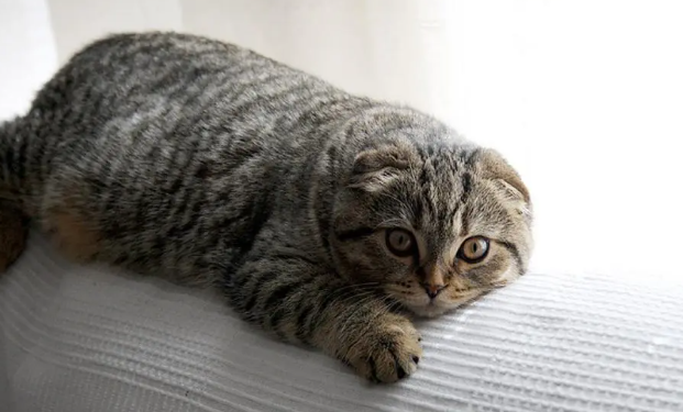 折耳猫的发病到死亡要多久呢？