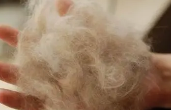 人吃猫毛可以排出来吗