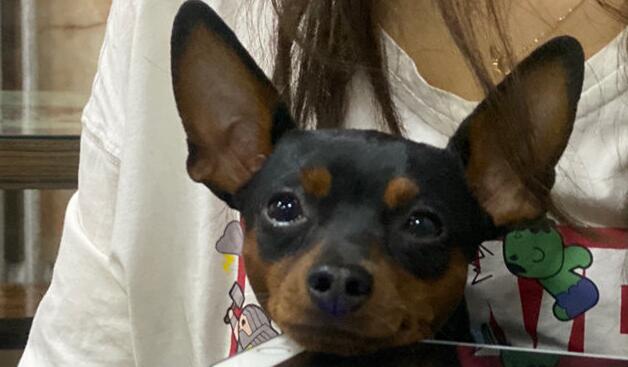 养小鹿犬人的运气