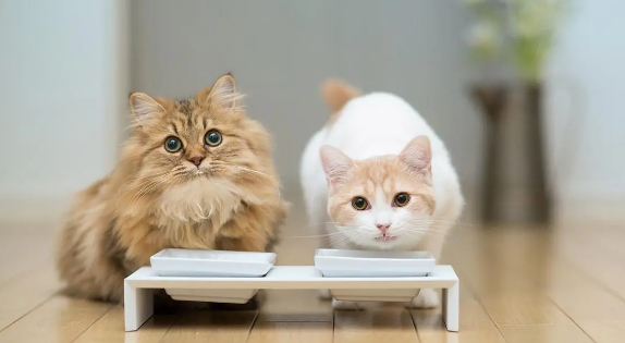 猫能吃红枣吗？