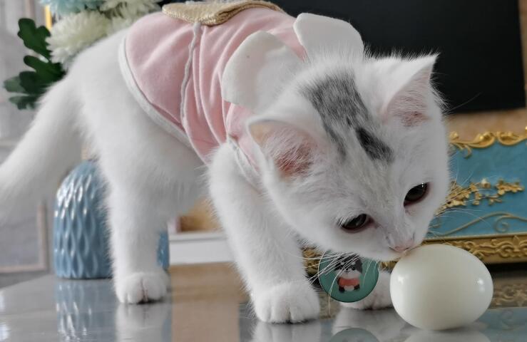 为什么猫咪吃鸡蛋