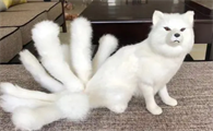 九尾狐跟猫之间的关系