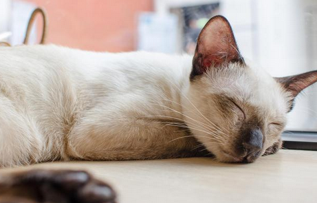 猫咪每天可以睡觉多长时间？大约多少次？