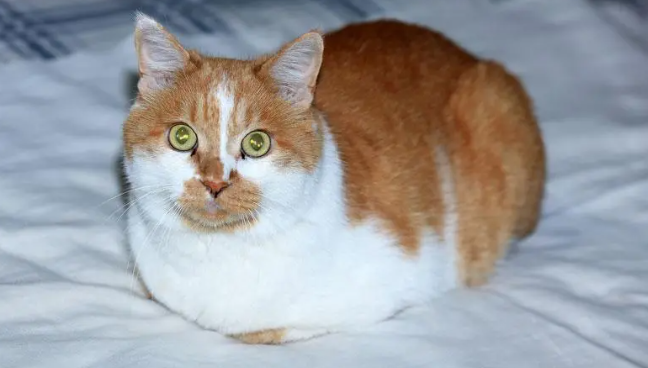 猫像呛到一样一抽一抽的怎么回事呢? 猫像呛到一样一抽一抽的怎么回事呢?