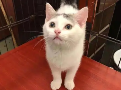 母猫怀孕如何防止流产发生？
