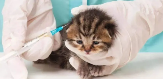 猫咪疫苗几个月开始打