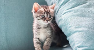 猫猫青春期的表现 猫猫青春期的表现