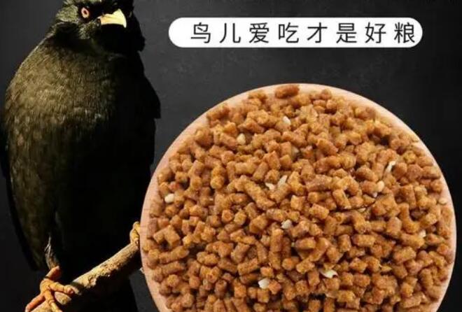 养鸟必看鸟食篇 养鸟必看鸟食篇