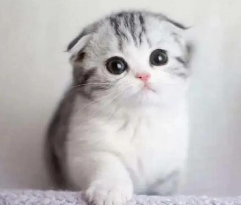 真假折耳猫怎么分辨 图片