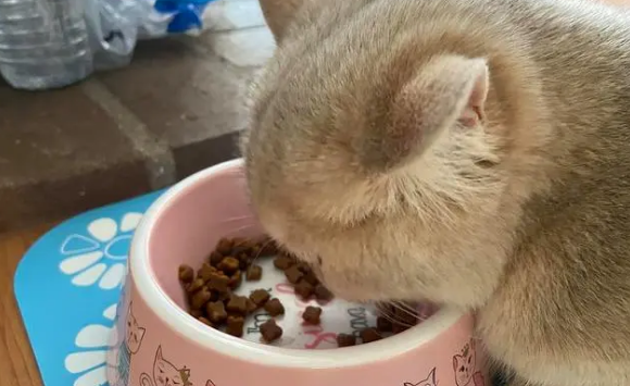 小猫吃成年猫粮会怎么样呢？