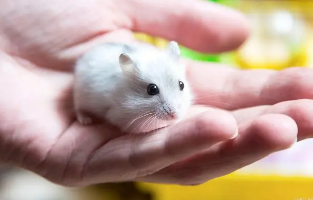 仓鼠惊吓过度的症状 仓鼠惊吓过度的症状