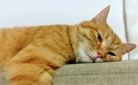 猫咪食欲不振、腹痛时该怎么办呢?