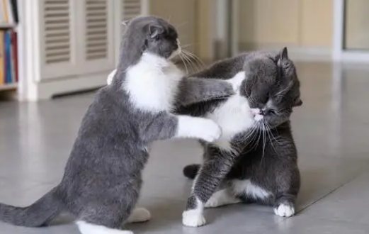 遇到猫咪经常打架怎么办？