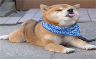 怎么判断柴犬的品质是否优良？