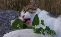 猫薄荷多久才能发芽?