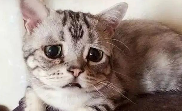 猫咪睡觉前总是哭是为什么