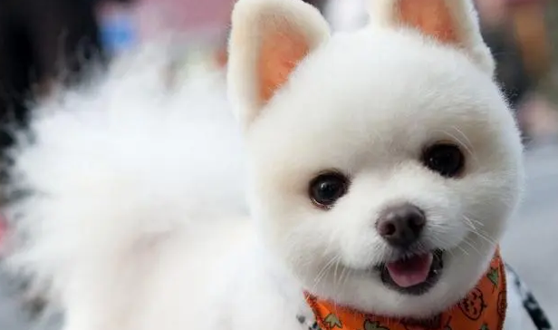 狗狗狂犬病潜伏期多长时间?如何避免得狂犬病毒? 狗狗狂犬病潜伏期多长时间?如何避免得狂犬病毒?