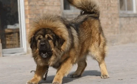 十大猛犬排名一到十