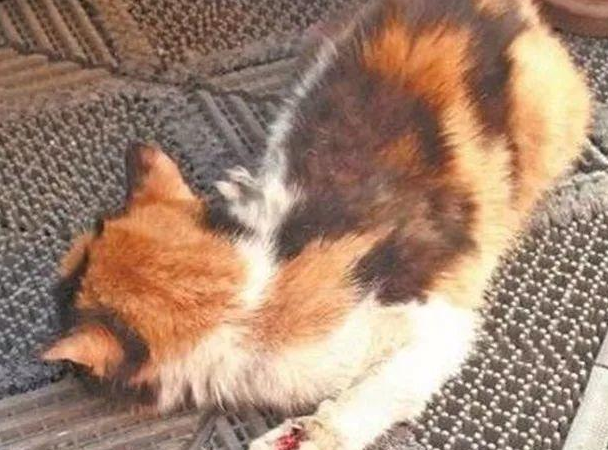 为什么流浪猫闯进店被踢死了?来看看吧 为什么流浪猫闯进店被踢死了?来看看吧
