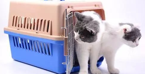 绿皮火车如何托运猫咪啊 绿皮火车如何托运猫咪啊