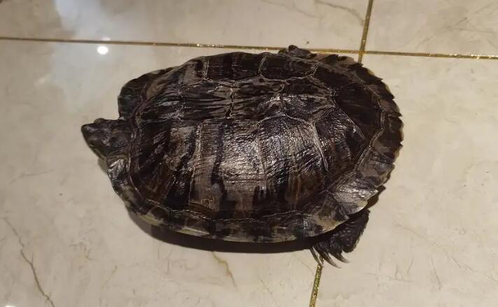 巴西龟不养了要杀掉 巴西龟不养了要杀掉