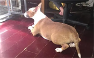 金寨:线上买来萌犬变病犬