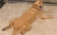 狗狗为什么喜欢叉开趴着