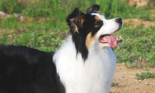 边牧是与生俱来的牧羊犬，不相信你看看！