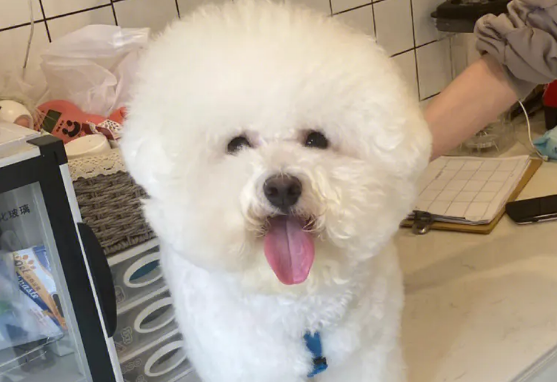 比熊犬上火有泪痕？这么做最好！
