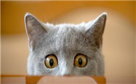 猫咪盯着某处看是为什么原因