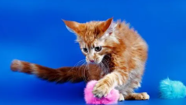 猫咪一抽一抽的是为什么呢？