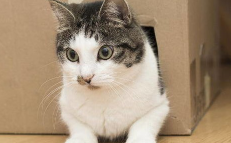 如何让猫爱上梳毛？