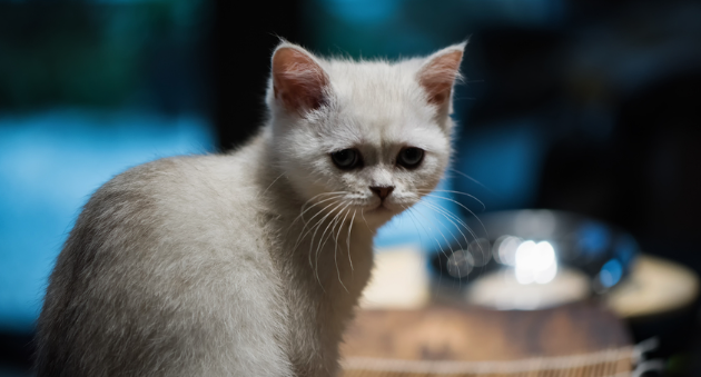 话说,猫咪每年都要打疫苗吗? 话说,猫咪每年都要打疫苗吗?