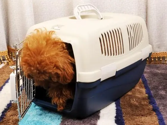 狗狗托运大概多少钱
