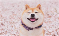 柴犬拉稀吃益生菌粉能够好么？