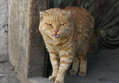 老年猫咪的保健管理，让您的猫咪活得更久！