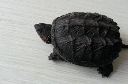 北美拟鳄龟吃什么食物？此文帮你解答