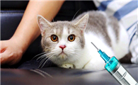 猫打完疫苗发烧怎么办？