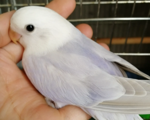 新手养什么宠物鸟最好