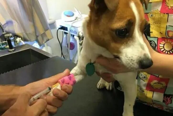 狗狗得了大肠杆菌病怎么办? 狗狗得了大肠杆菌病怎么办?