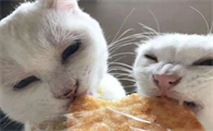 宠物猫可以吃饼干吗