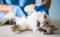 猫咪拉稀便便里还有血是什么原因引起的