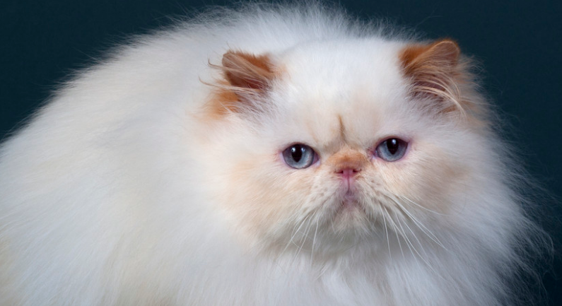 波斯猫正确的护理方法！