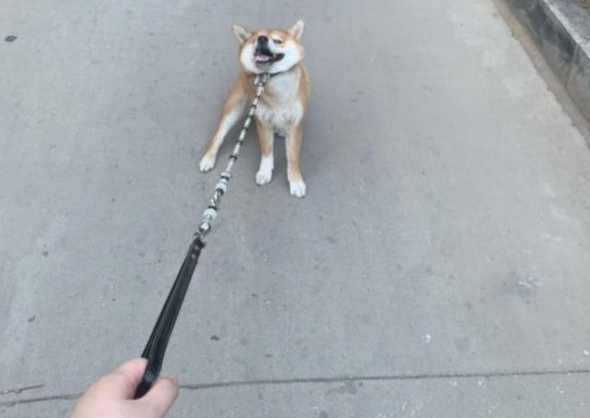 养柴犬好么?这7点能够告诉大家参考答案 养柴犬好么?这7点能够告诉大家参考答案