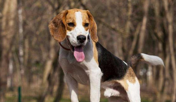 小型猎犬十大排名