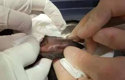 犬耳血肿怎么回事?犬耳血肿的症状及治疗方法 犬耳血肿怎么回事?犬耳血肿的症状及治疗方法