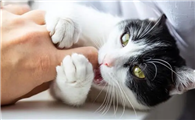猫咪为什么叼着东西咬人