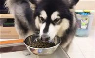 狗粮如何鉴别呢