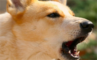 狗狗叫是为啥