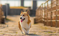 每日了解：犬疱疹病毒的诊断要点